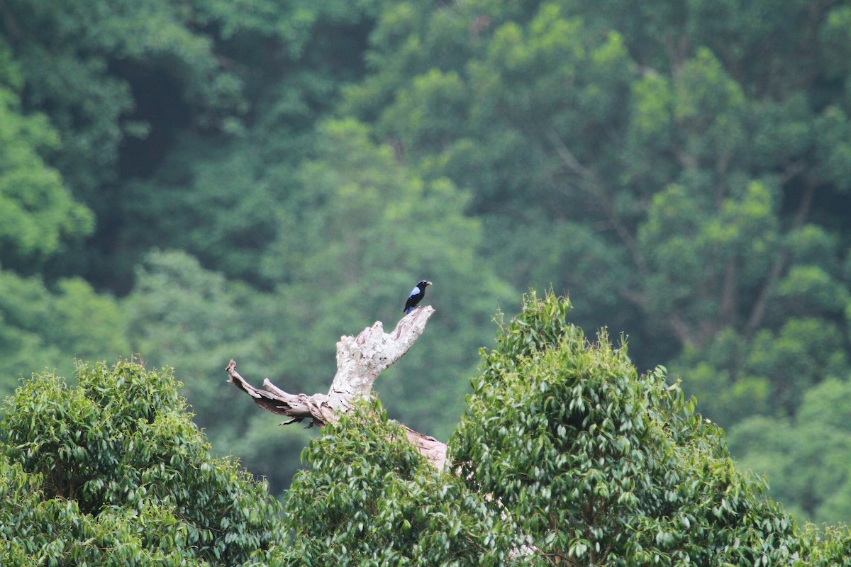 Asian Fairy-bluebird - ML634291394