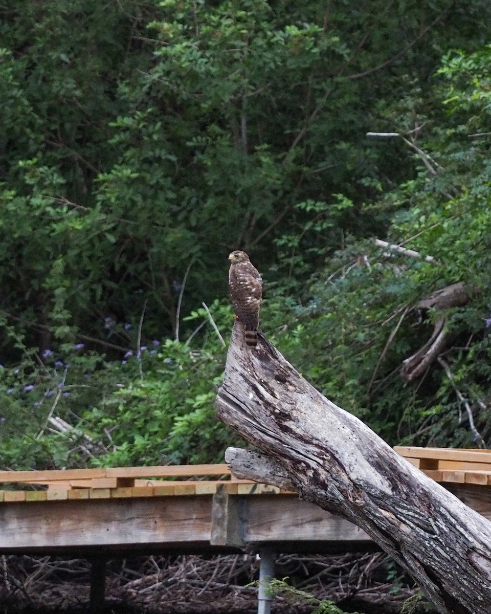 Roadside Hawk - ML634291401