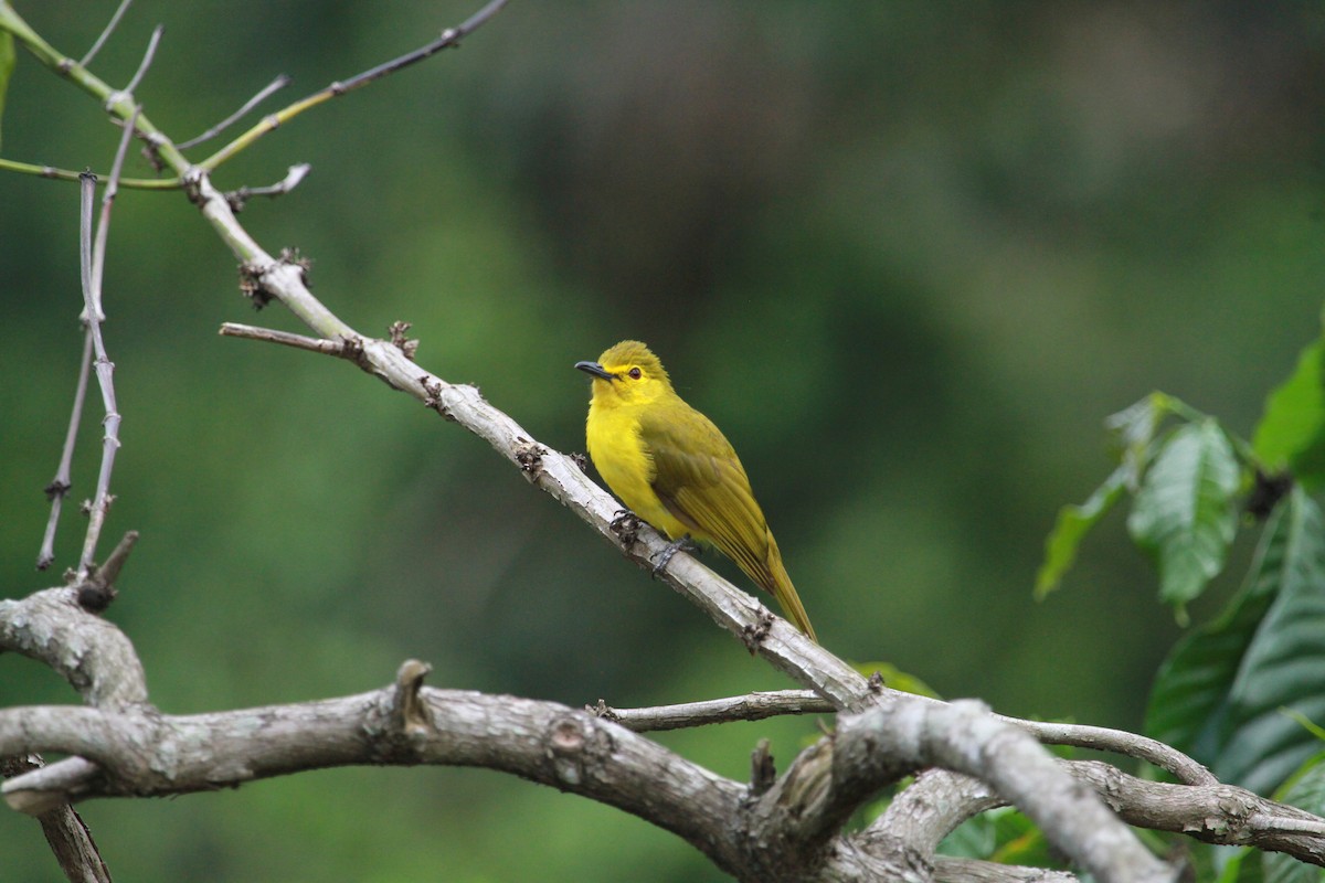 Yellow-browed Bulbul - ML634291413