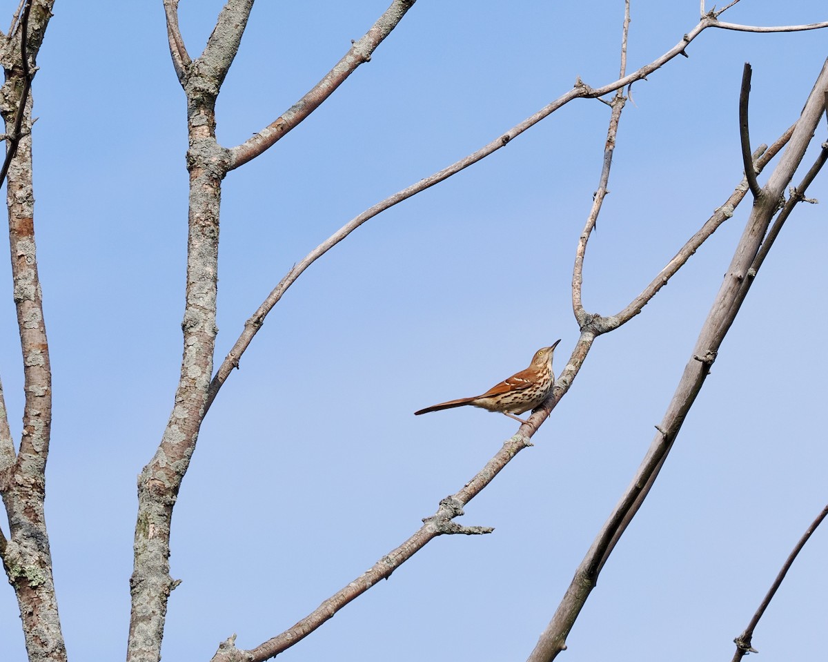 Brown Thrasher - ML634291528