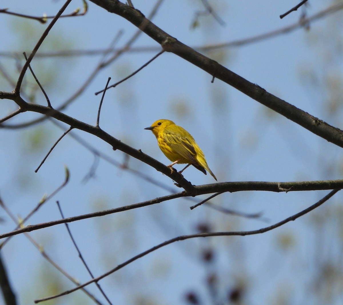Yellow Warbler - ML634291538