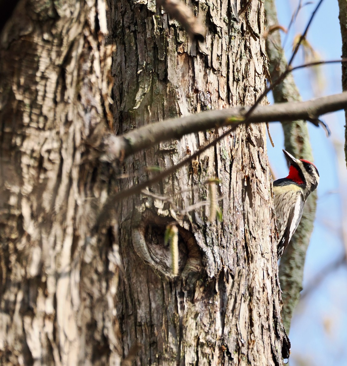 Yellow-bellied Sapsucker - ML634291553