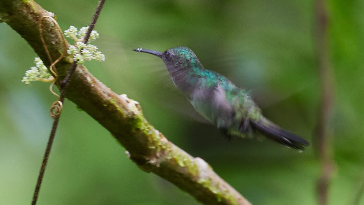 Blue-chested Hummingbird - ML634291622