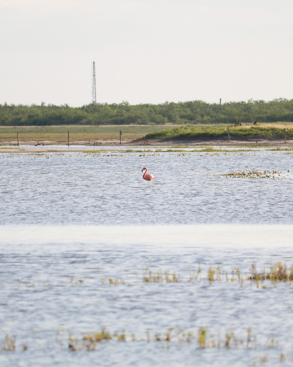 plameňák americký - ML634291638