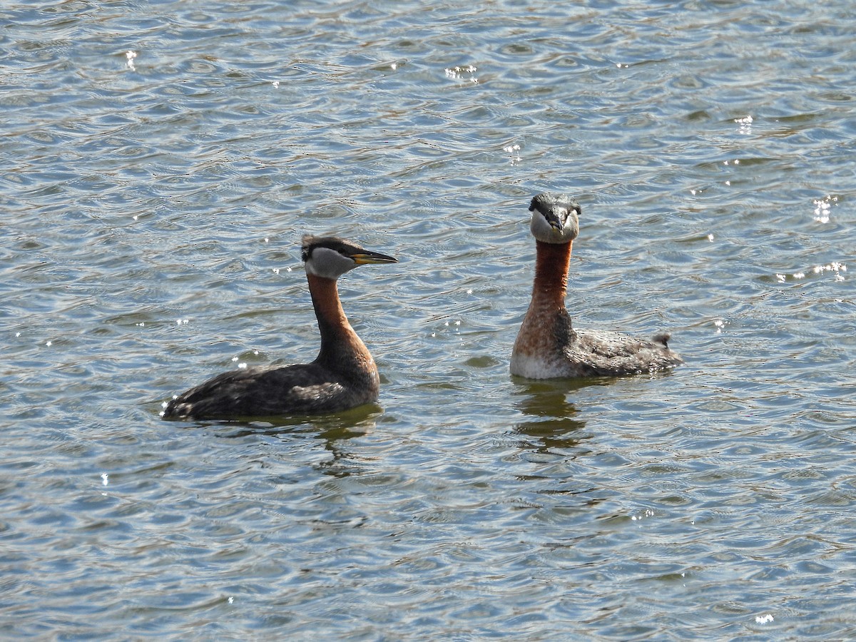 Red-necked Grebe - ML634291755