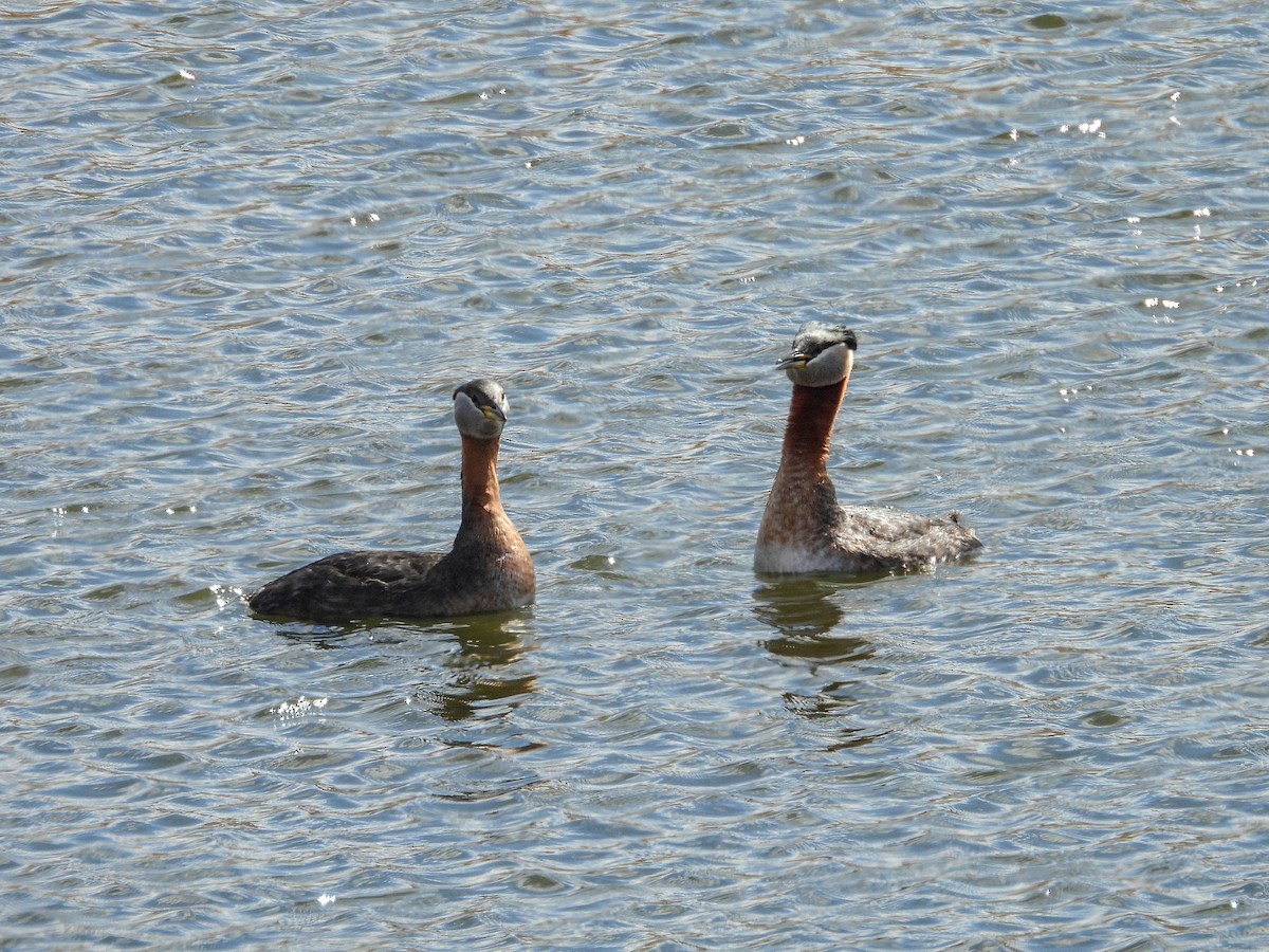 Red-necked Grebe - ML634291757