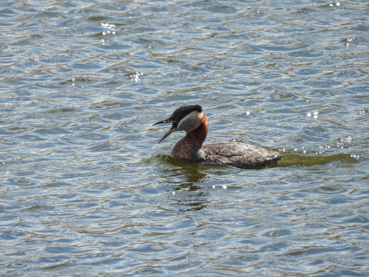 Red-necked Grebe - ML634291758