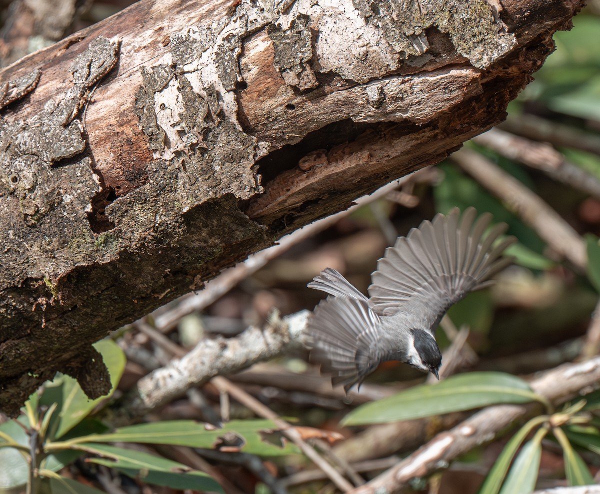 Carolinameise - ML634291798