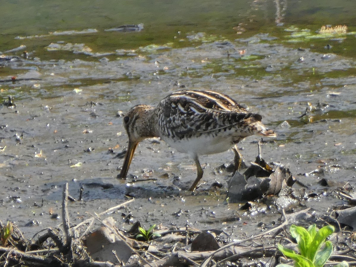 bekasina severoamerická - ML634291826