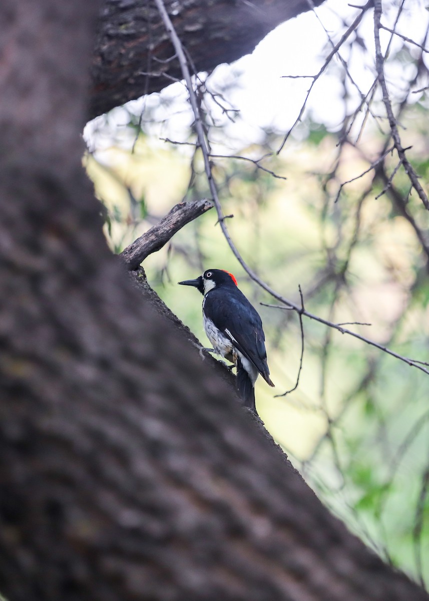 datel sběrač - ML634291840