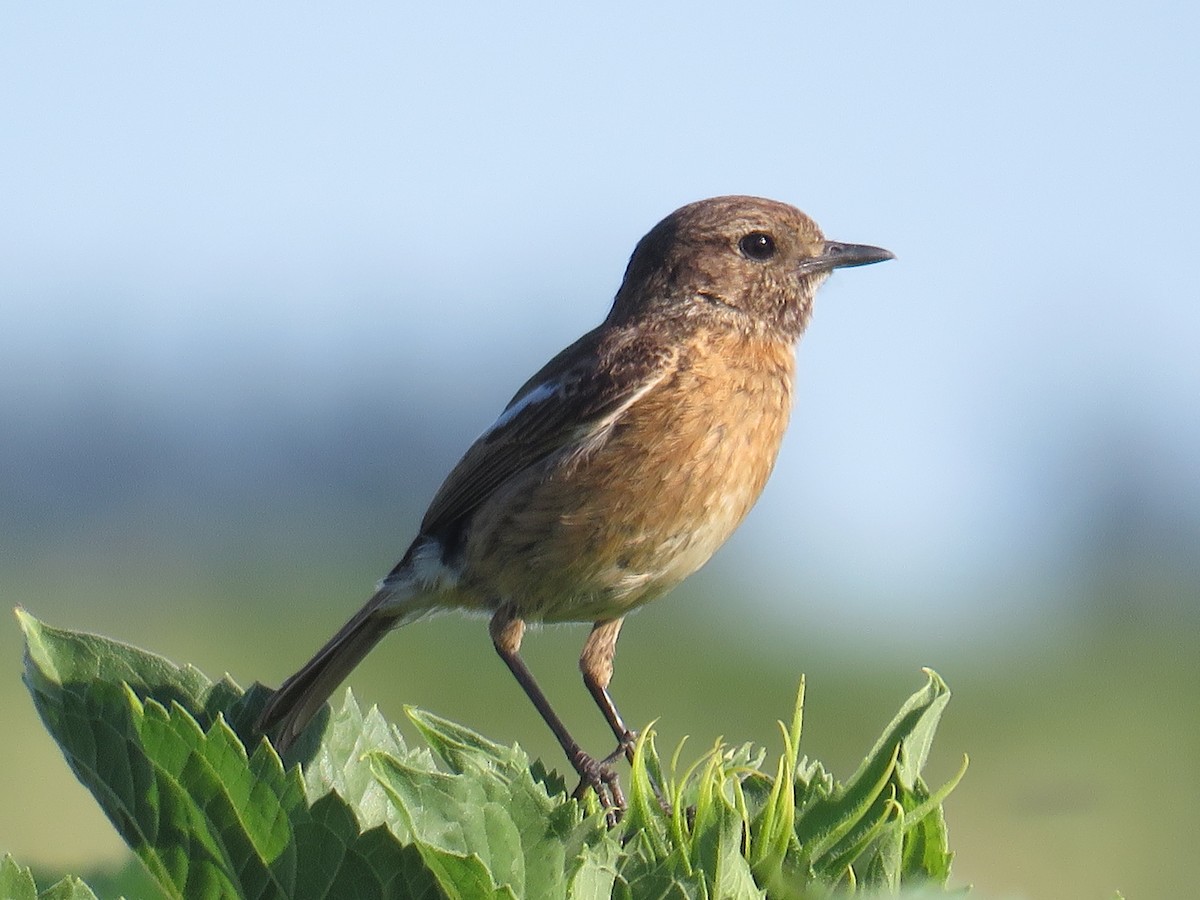 European Stonechat - ML634291856