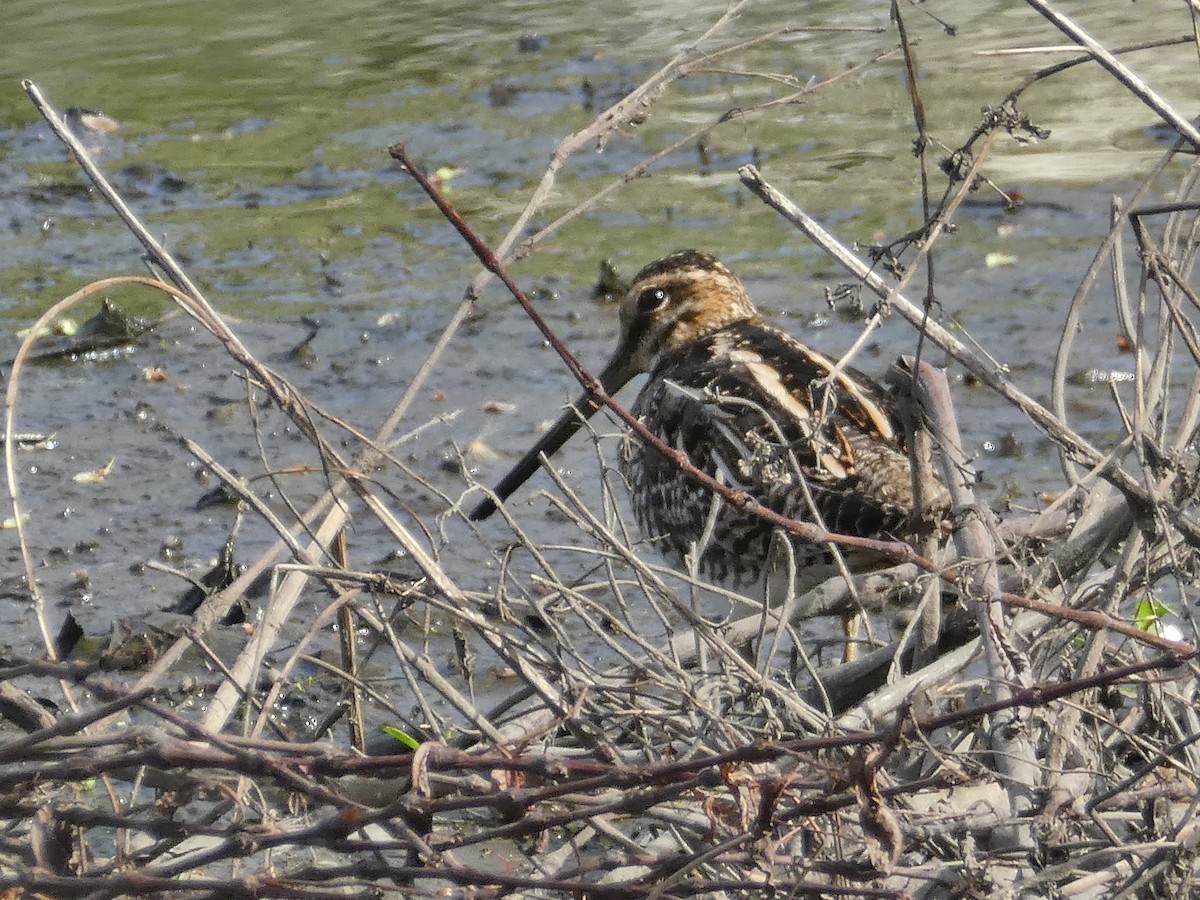 bekasina severoamerická - ML634291862