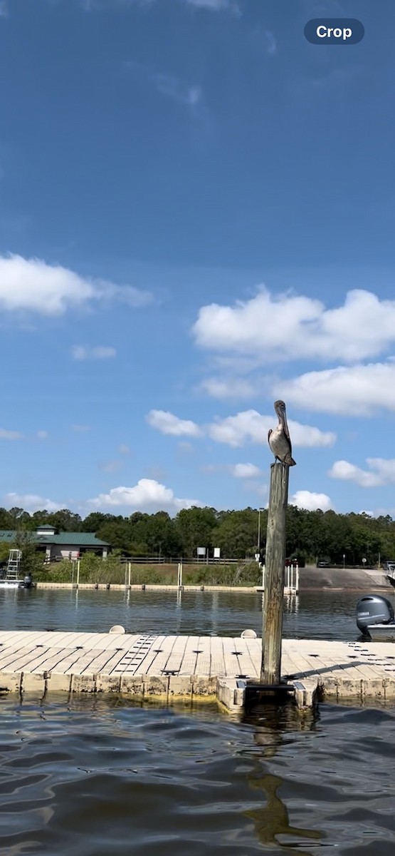 Brown Pelican - ML634291899
