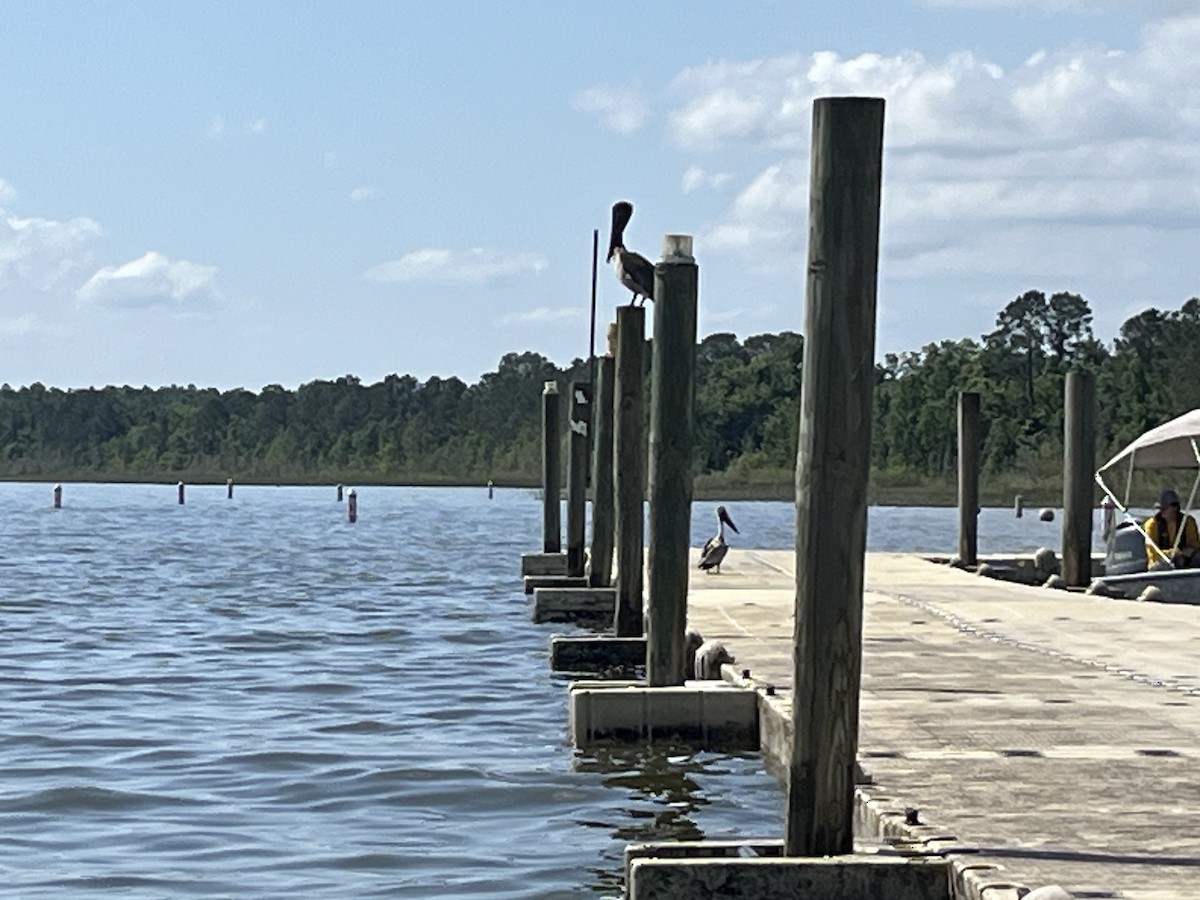 Brown Pelican - ML634291901