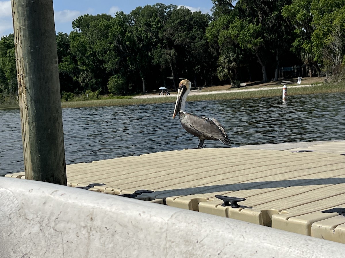 Brown Pelican - ML634291903