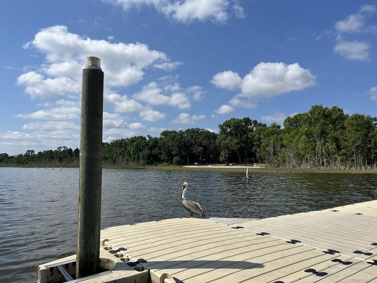 Brown Pelican - ML634291904