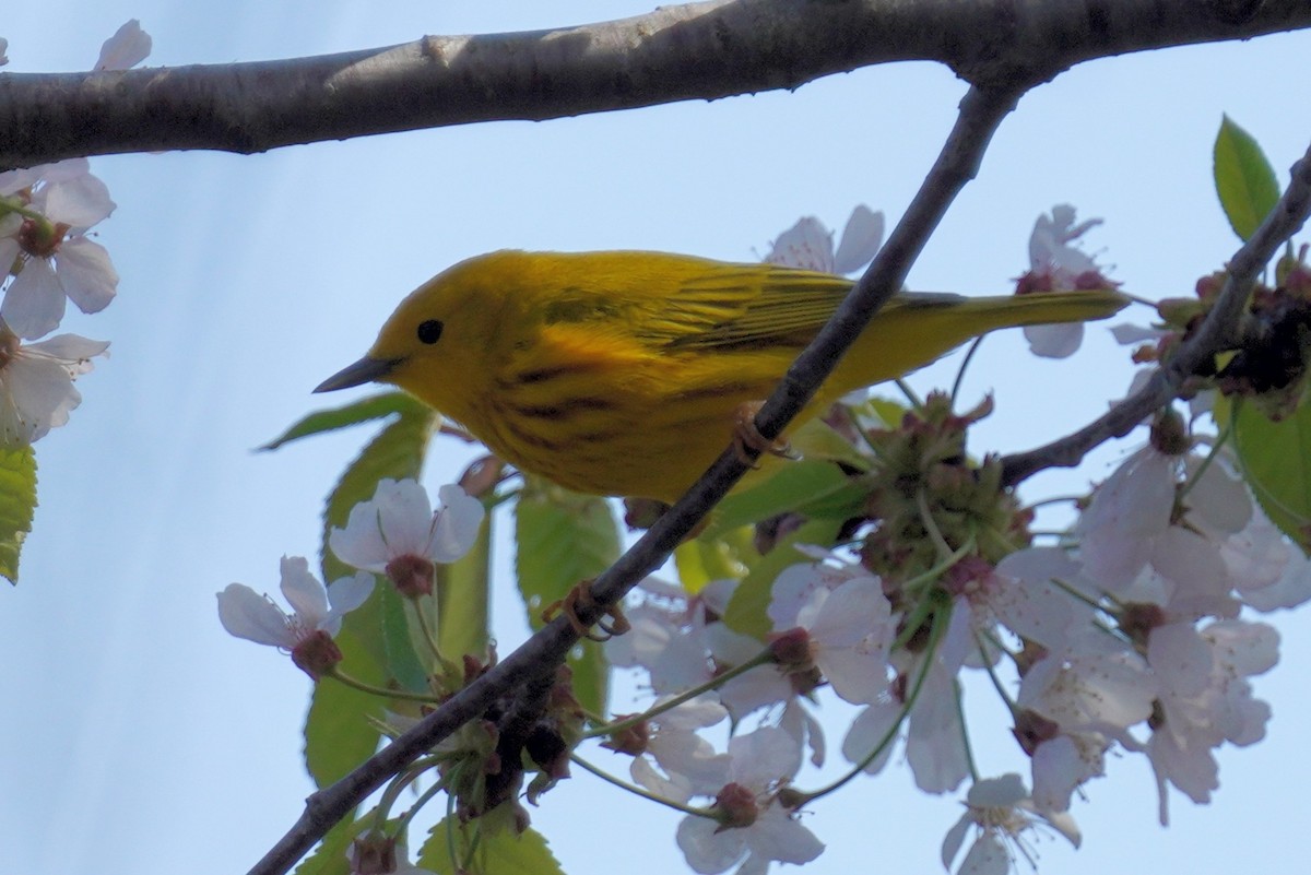 Yellow Warbler - ML634291993