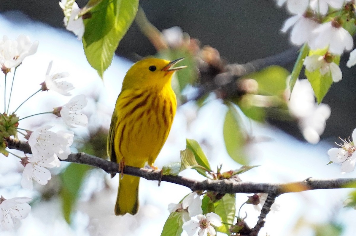 Yellow Warbler - ML634291998