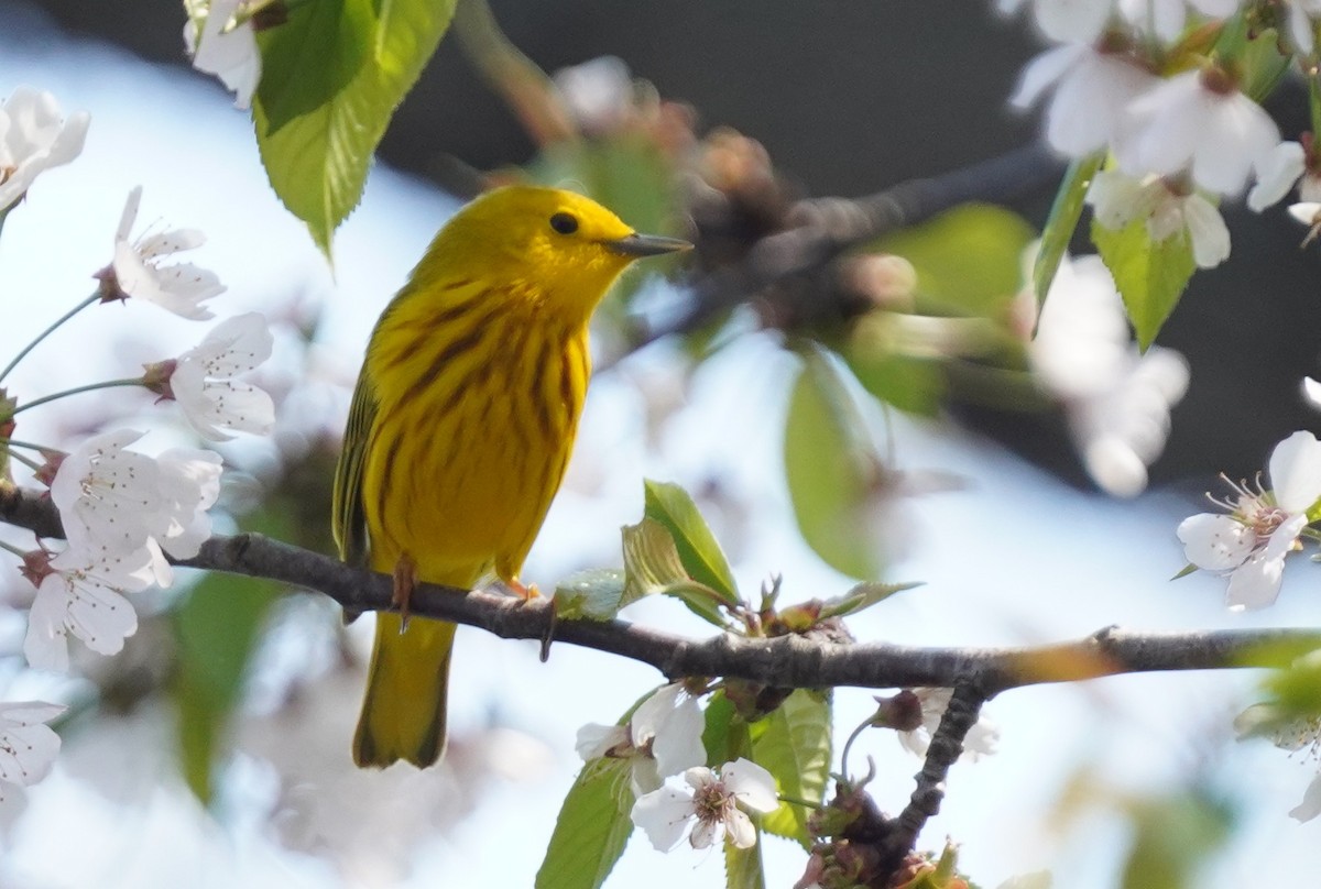 Yellow Warbler - ML634292016
