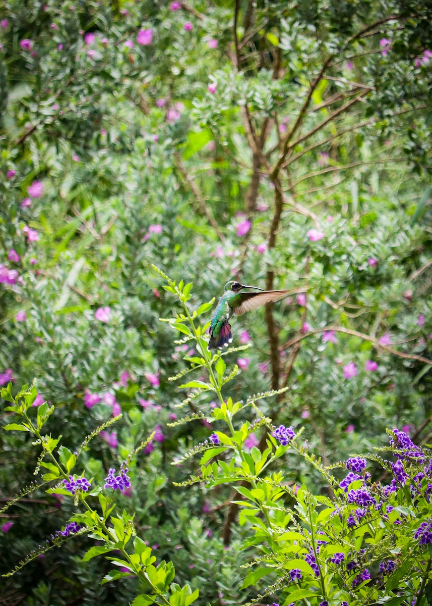 Green-breasted Mango - ML634292153