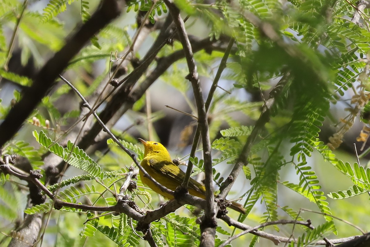 Yellow Warbler - ML634292213