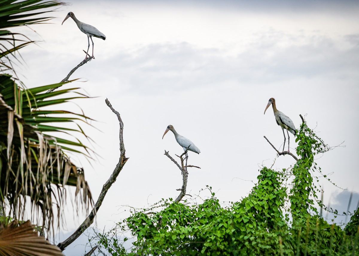 nesyt americký - ML634292349