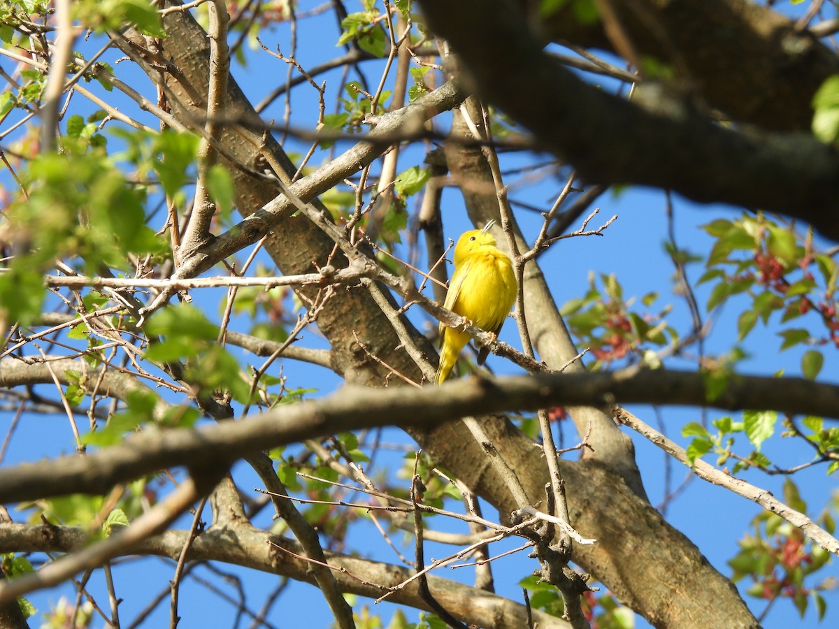 Yellow Warbler - ML634292449