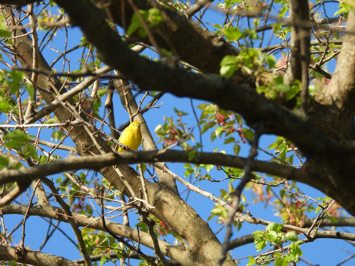 Yellow Warbler - ML634292450