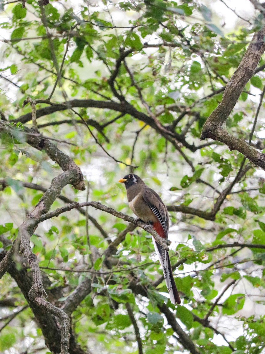 Elegant Trogon - ML634292471