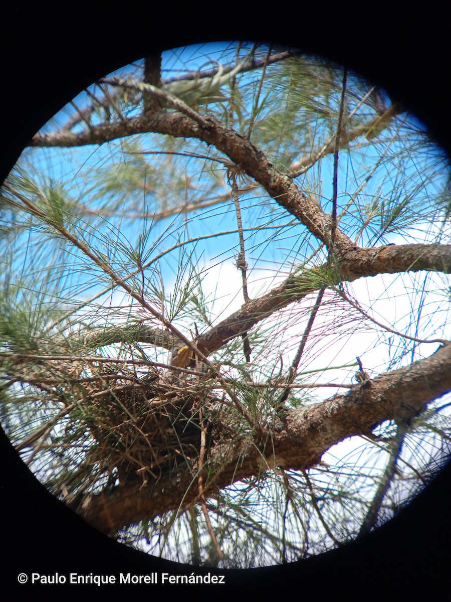 sangspottefugl - ML634292517