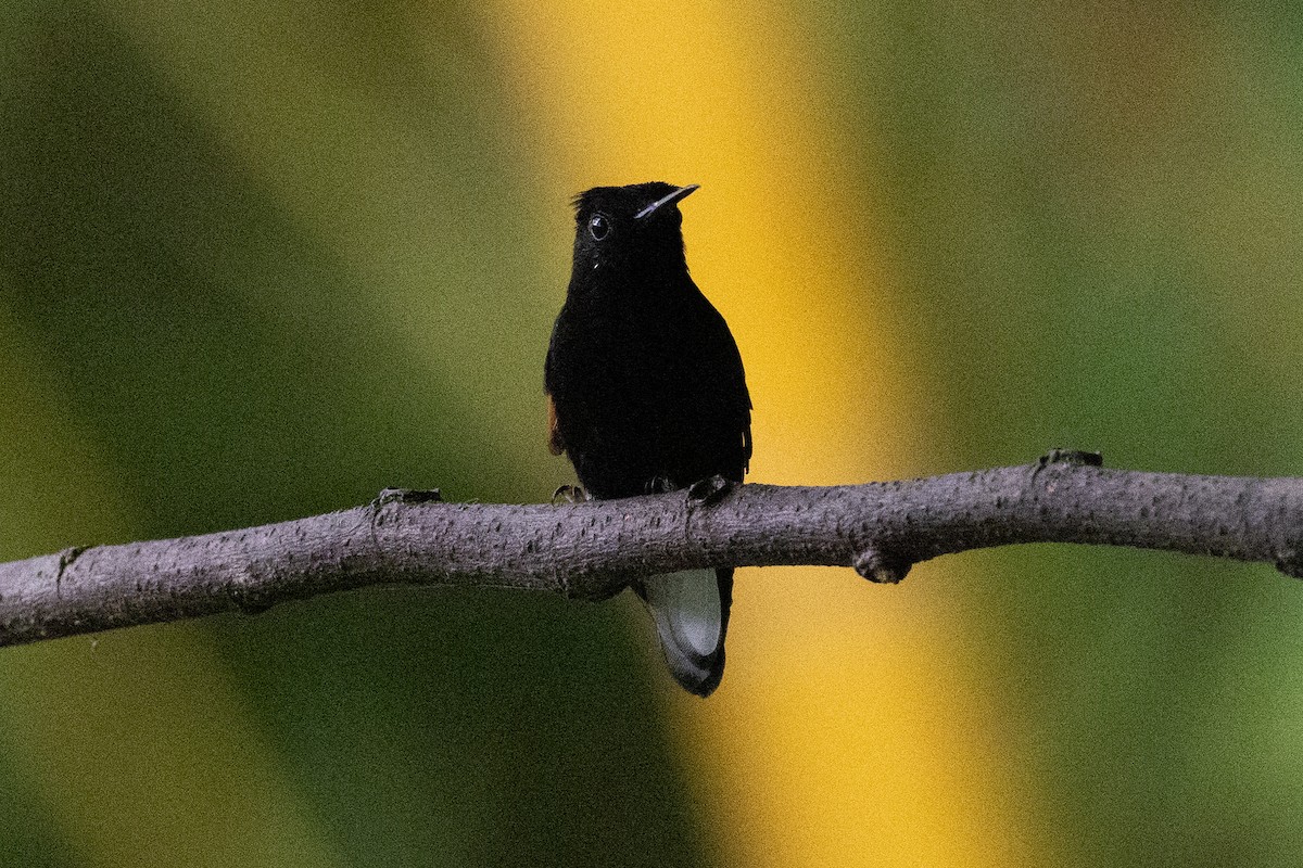 Black-bellied Hummingbird - ML634292534