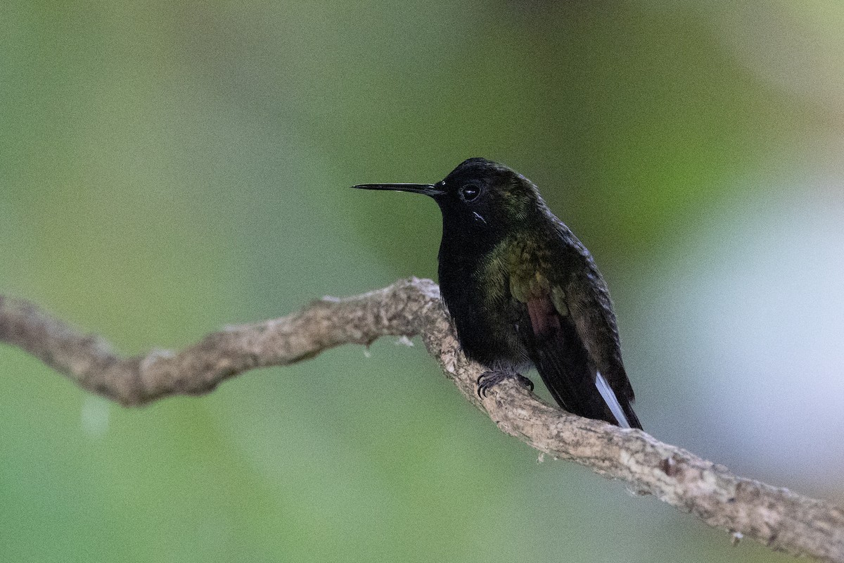 Black-bellied Hummingbird - ML634292535