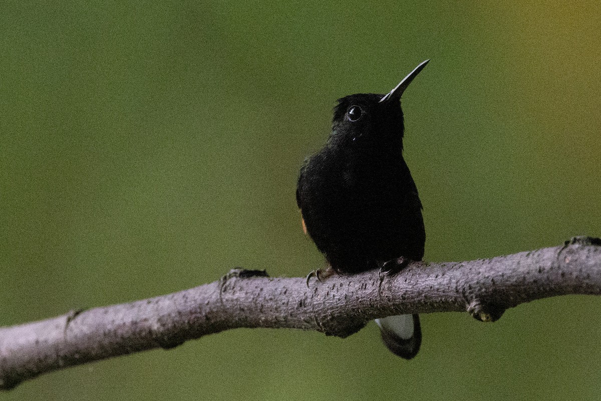 Black-bellied Hummingbird - ML634292536