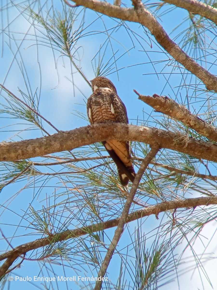 antillnatthauk - ML634292562