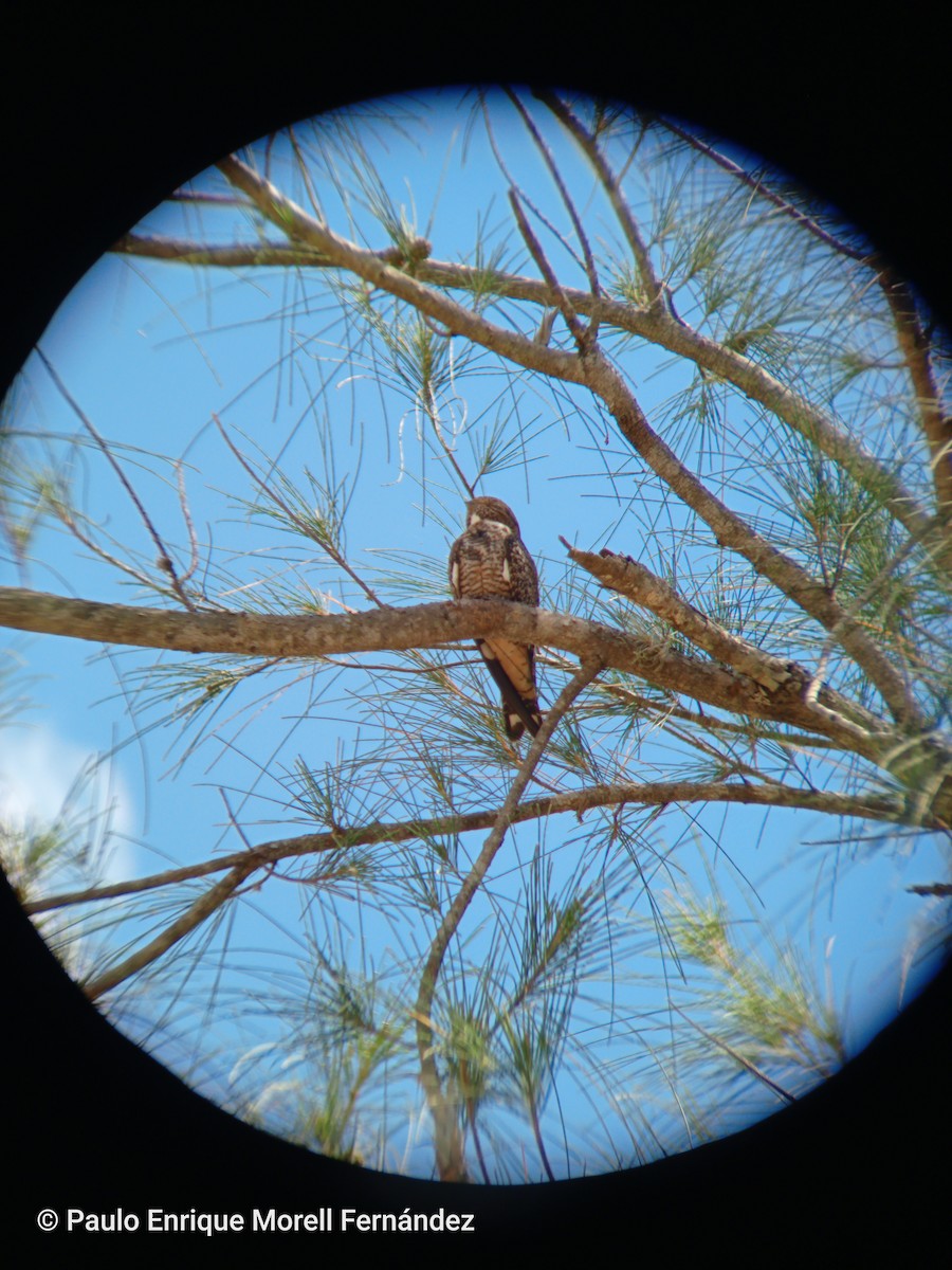 antillnatthauk - ML634292563