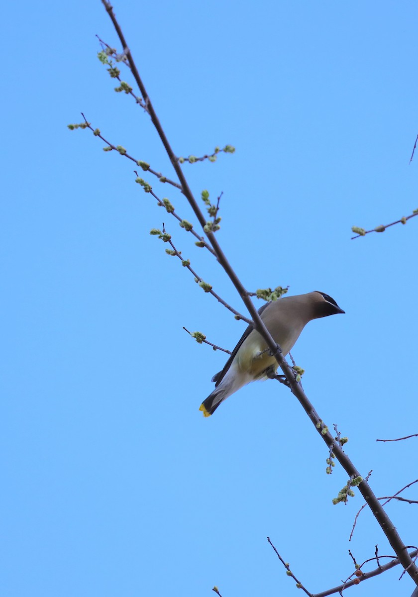 Cedar Waxwing - ML634292585