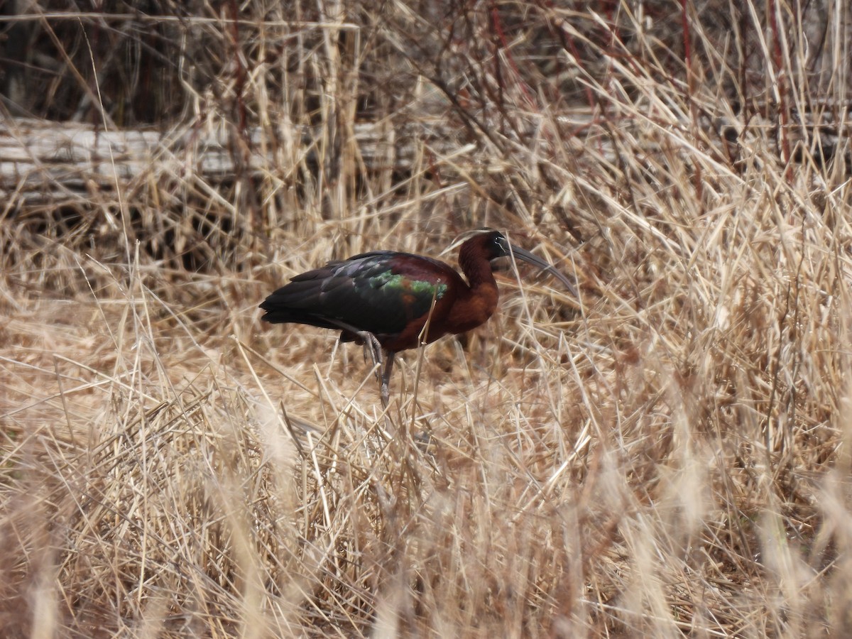 Mignattaio - ML634292656