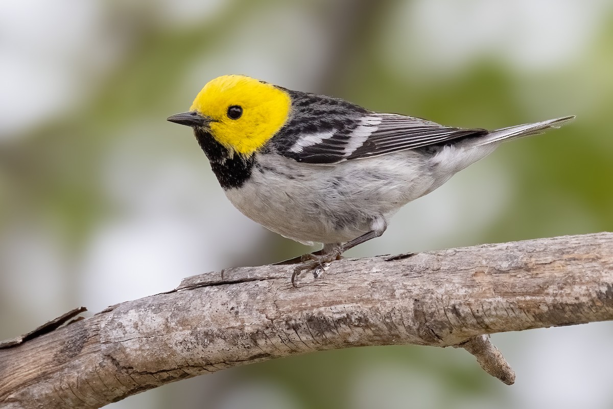 Hermit Warbler - ML634292697