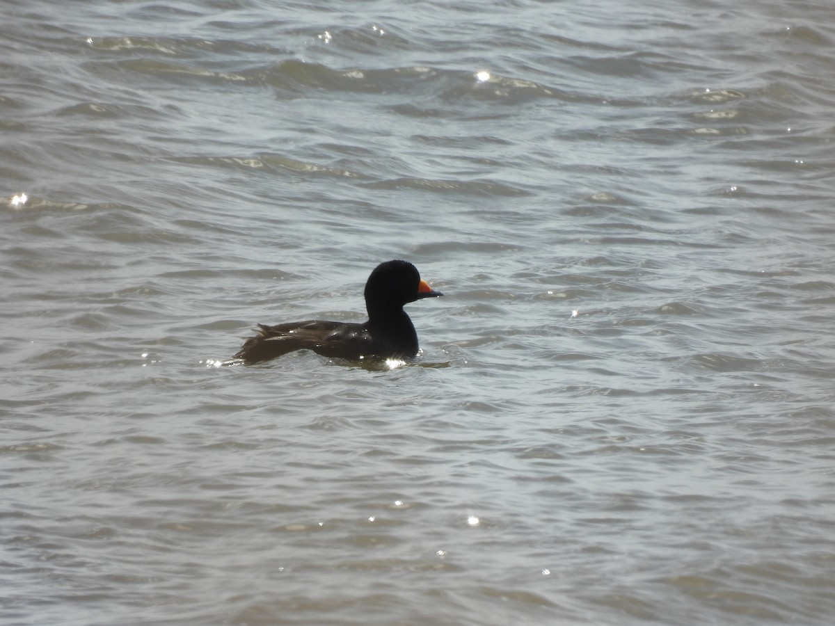 Black Scoter - ML634292744