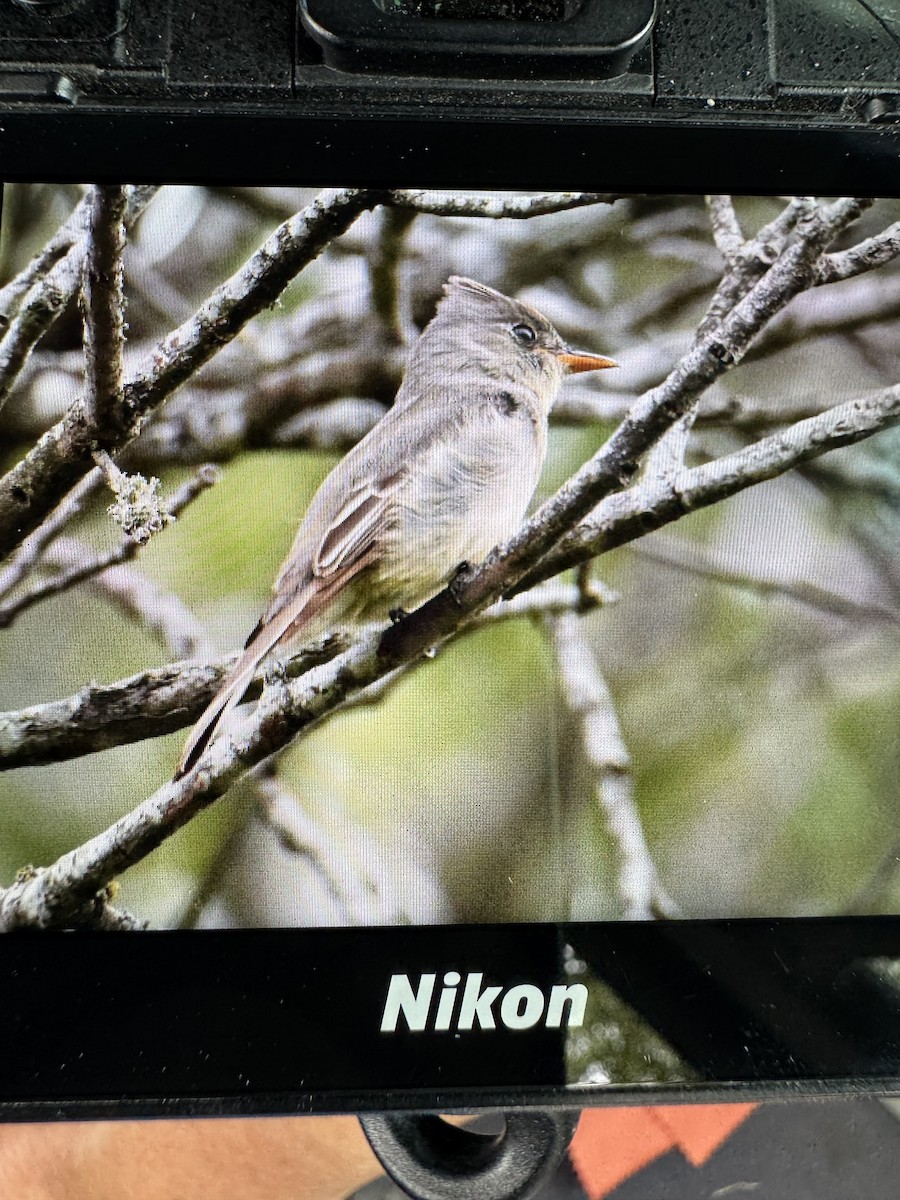 Greater Pewee - ML634292845