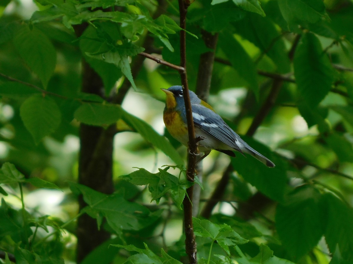 Northern Parula - ML634292864