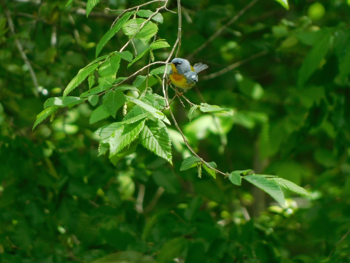 Northern Parula - ML634292865