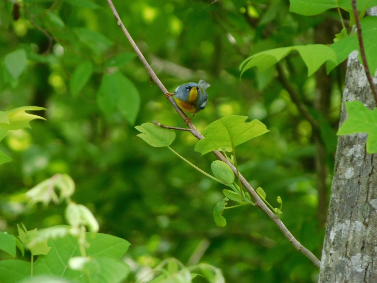 Northern Parula - ML634292867