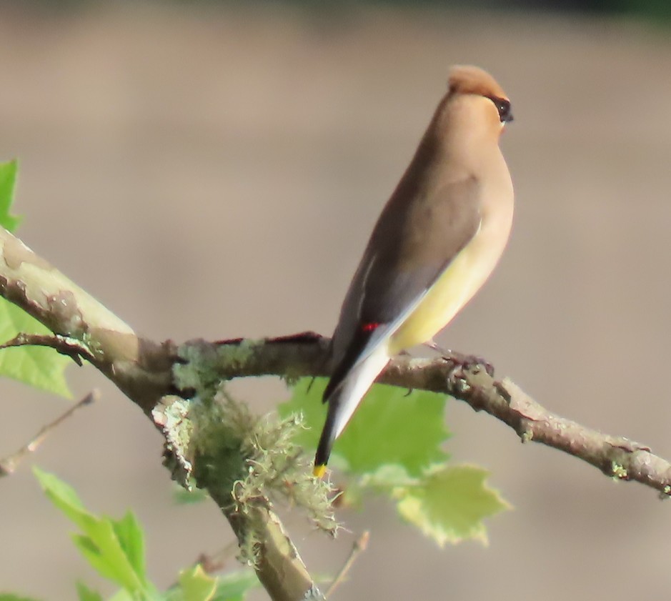 Cedar Waxwing - ML634292883