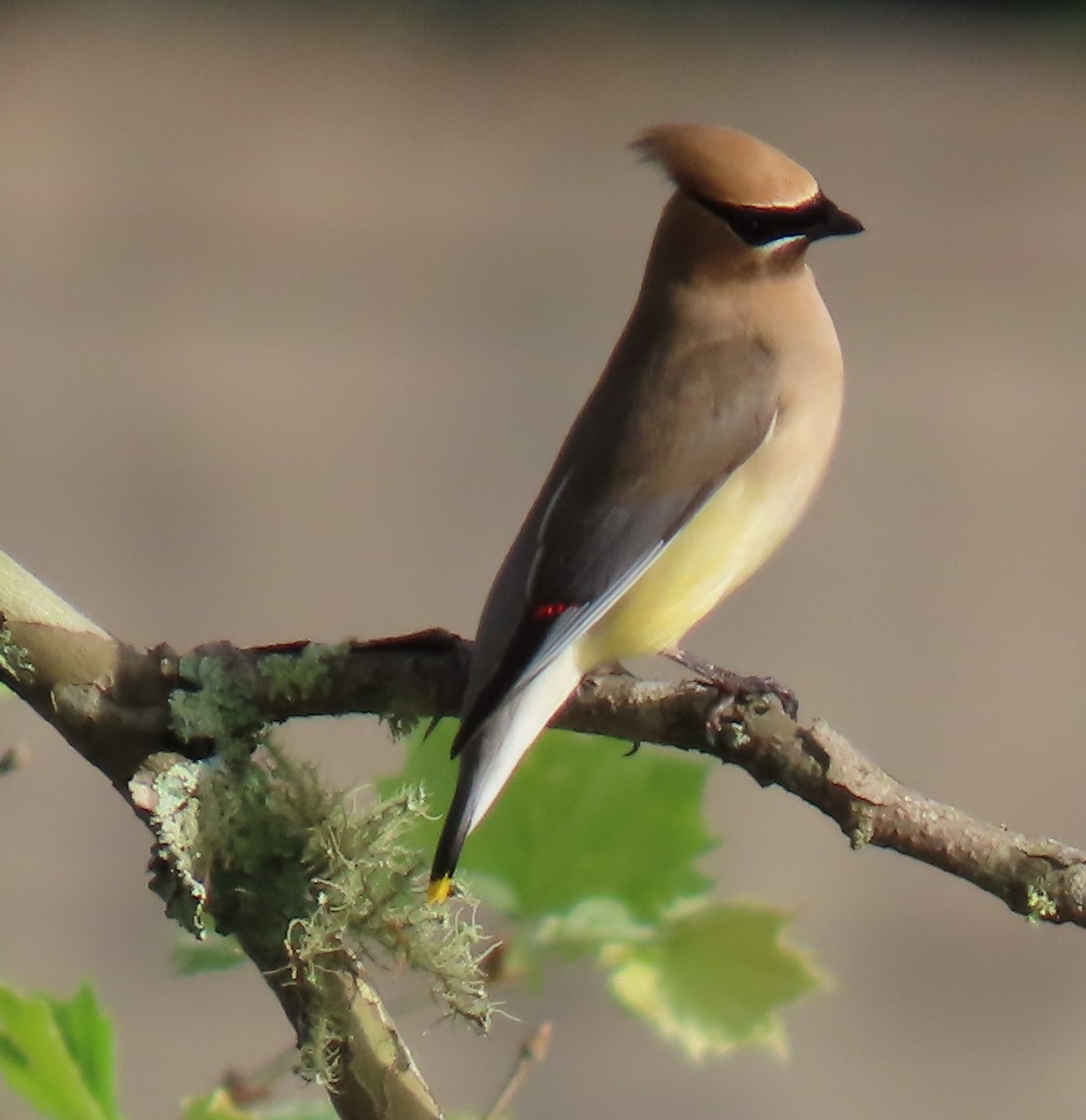 Cedar Waxwing - ML634292919
