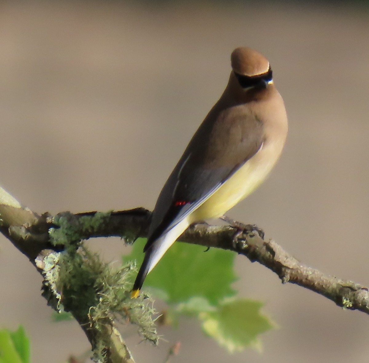 Cedar Waxwing - ML634292960