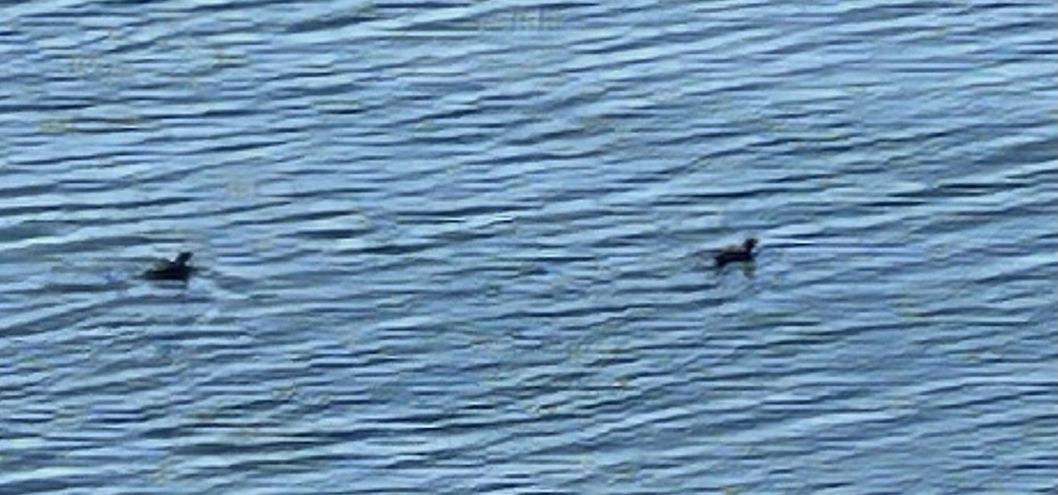 Marbled Murrelet - ML634293013