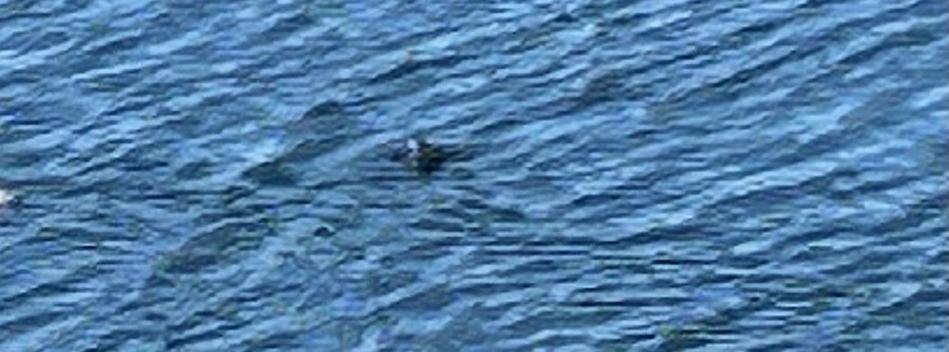 Marbled Murrelet - ML634293014