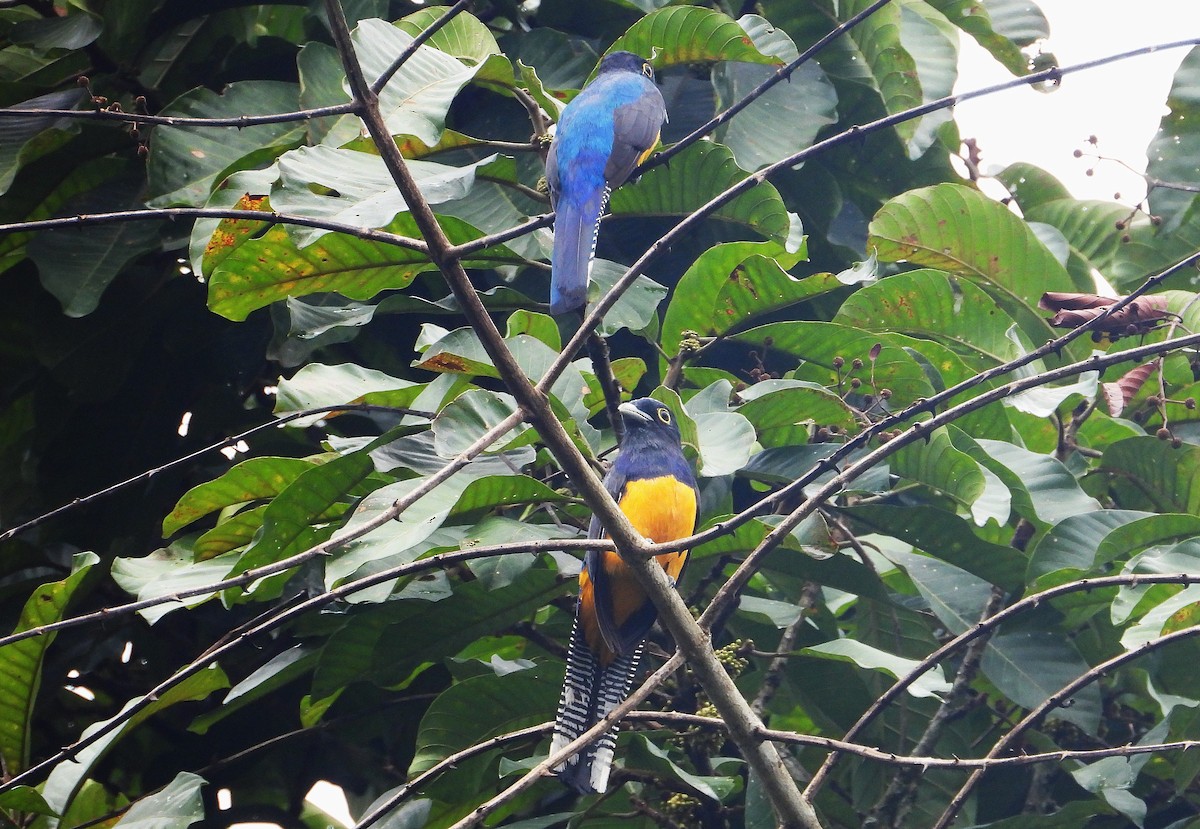Amazonian Trogon - ML634293047