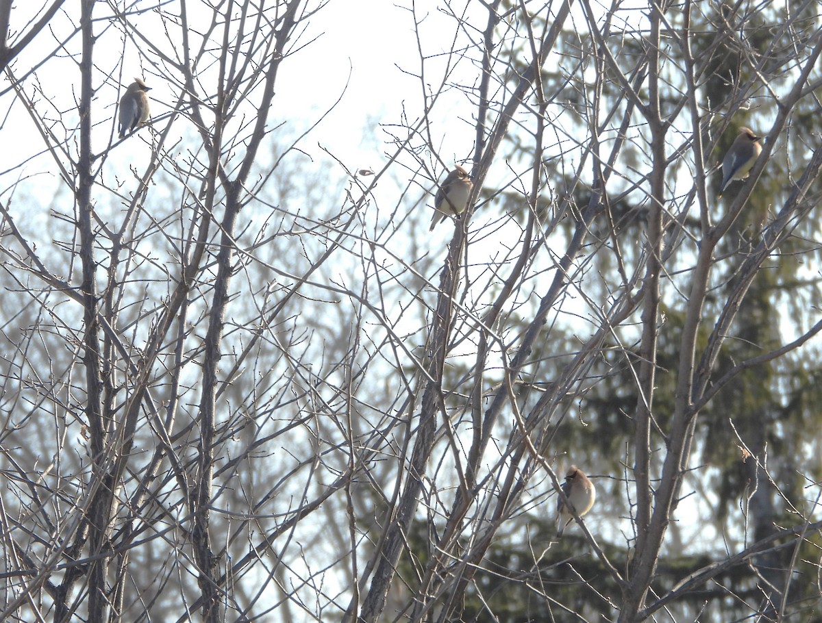 Cedar Waxwing - ML634293055